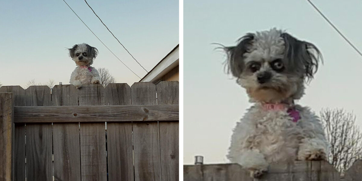 Tiny Dog’s Intense Fence Peek Goes Viral — But She’s Not What People Think