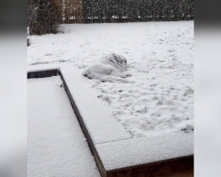 Woman Notices “Snow Pile” In Her Yard Is Moving — And Then It Looks Back At Her
