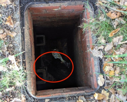 Morning Walkers Spot Open Manhole — Then Lock Eyes With A Trapped Wild Visitor