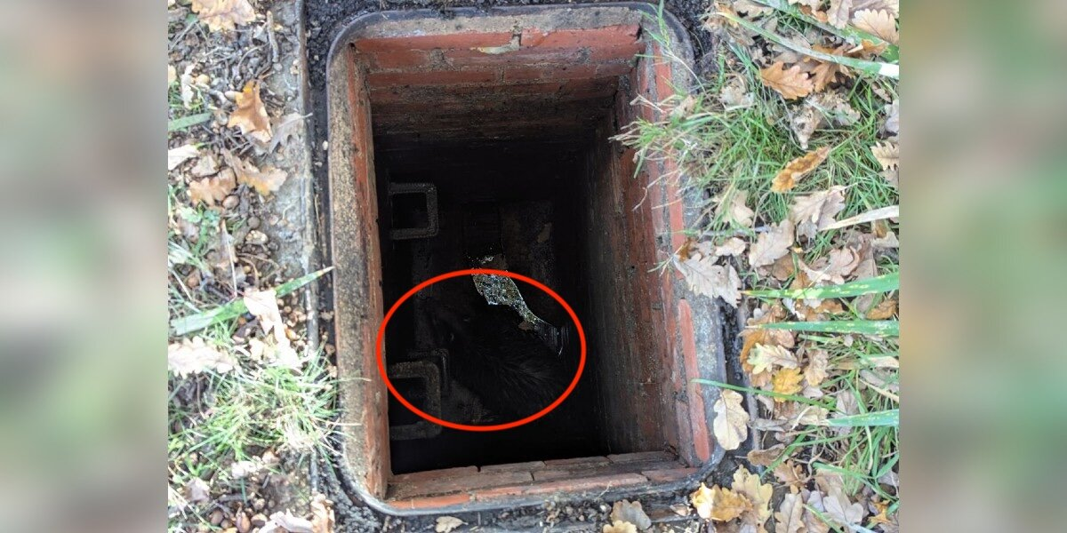 Morning Walkers Spot Open Manhole — Then Lock Eyes With A Trapped Wild Visitor