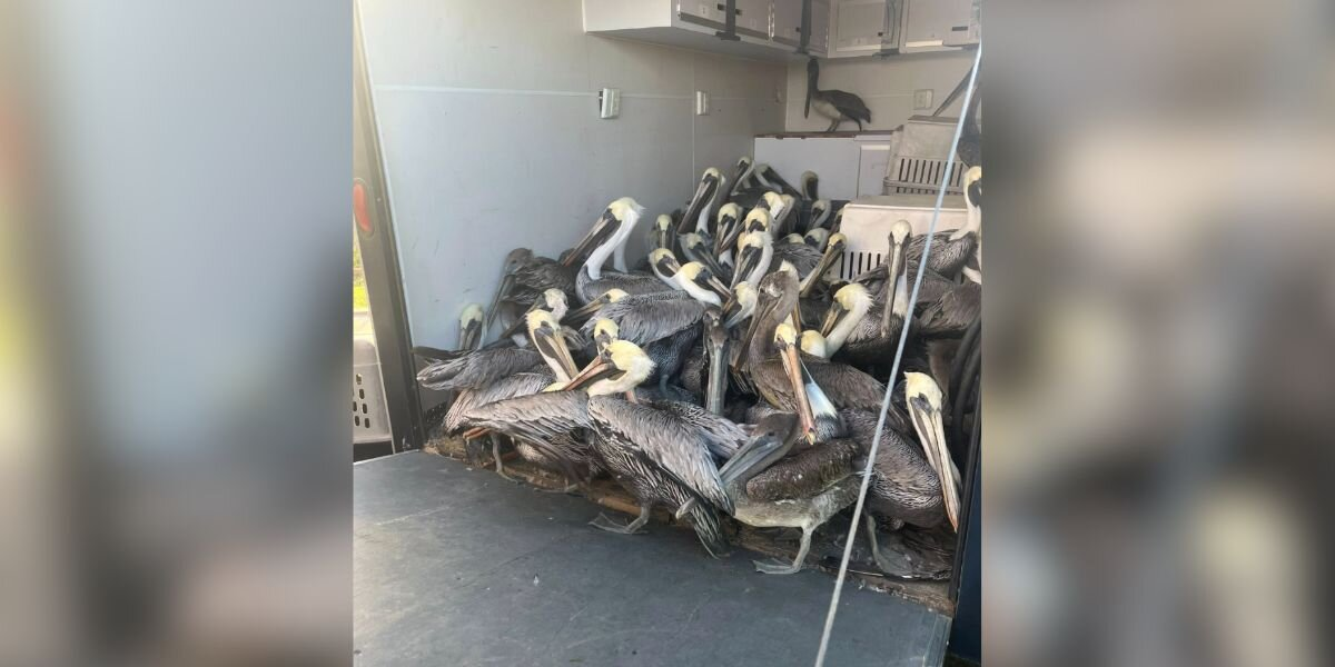 Hail Storm Devastates Tiny Island, Leaving Hundreds Of Pelicans Injured And Waiting For Help