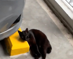 Cat Left Behind For Meowing Too Much Is Found Using Concrete As A Pillow