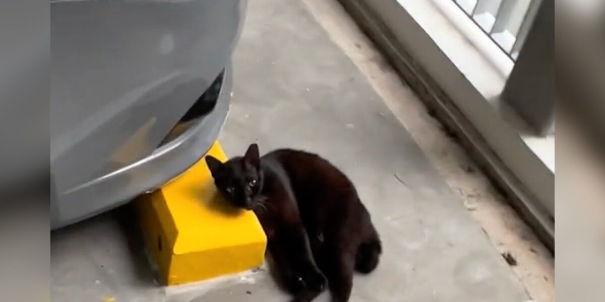 Cat Left Behind For Meowing Too Much Is Found Using Concrete As A Pillow