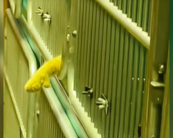 Lonely Shelter Cat Stretches Out His Paw, Hoping Someone Will Stop To Hold It
