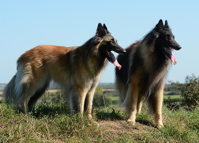 Do Dogs Sweat? Here’s What Really Helps Them Stay Cool