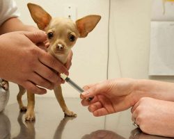 Which Vaccines Does Every Dog Need?