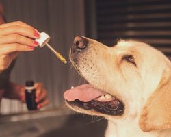 How To Actually Get Your Dog To Take Her Medicine (Without the Drama)