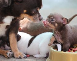 How To Help a Dog Who Guards His Food (Without Making Things Worse)