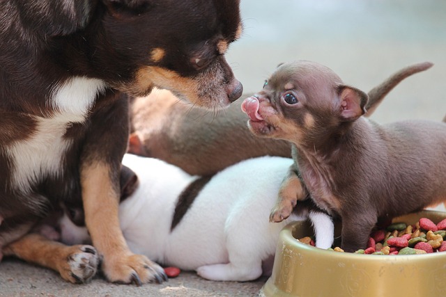 How To Help a Dog Who Guards His Food (Without Making Things Worse)