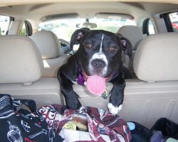 Best Dog Car Seats: Safe, Comfy Rides for Your Most Precious Passenger