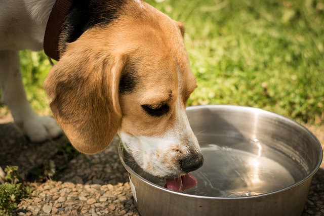 How Much Water Should a Puppy Drink? A Simple Guide for New Dog Parents