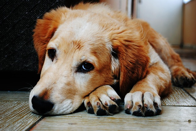 What’s a Normal Dog Temperature? Here’s the Average — And How to Check It Safely