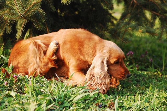 How to Tell If Your Dog Has Fleas (And What to Do About It)