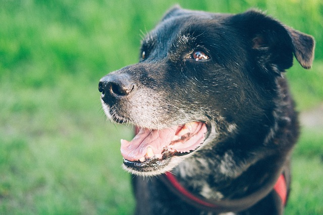 What to Feed a Dog With Missing Teeth (It’s Easier Than You Think)