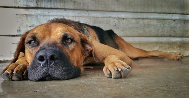 Can Dogs Catch Colds — And Can You Give Yours One?