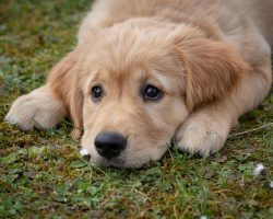 The Ultimate New Puppy Checklist: Everything You Need for Your New Best Friend