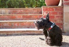The 5 Best Flea Pills for Dogs (Vet-Recommended Options)