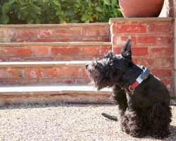 The 5 Best Flea Pills for Dogs (Vet-Recommended Options)