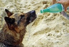 Heat Exhaustion in Dogs: Warning Signs, Causes, and How to Prevent It