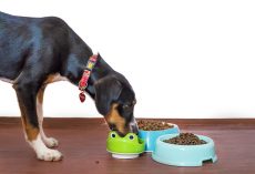 Wet vs. Dry Dog Food: How to Decide What’s Best for Your Pup