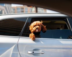 How to Help a Dog With Car Sickness (And Make Rides Stress-Free Again)
