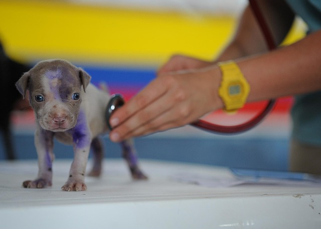 What Is a Fear Free Vet — And Why It Can Totally Change Your Pet’s Vet Experience