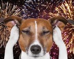 Fireworks & Your Dog: 10 Vet-Backed Ways to Help Your Pup Stay Calm