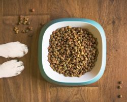 Is Grain-Free Dog Food Actually Bad for Dogs? What Vets Want You to Know