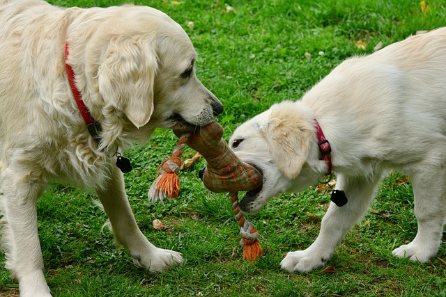 9 Must-Have Outdoor Dog Toys for Backyard Fun All Summer Long