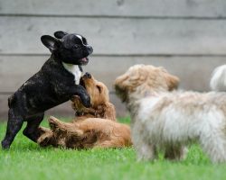 The Right Way to Introduce Your New Puppy to Your Older Dog