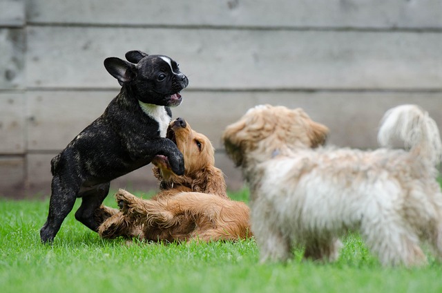 The Right Way to Introduce Your New Puppy to Your Older Dog