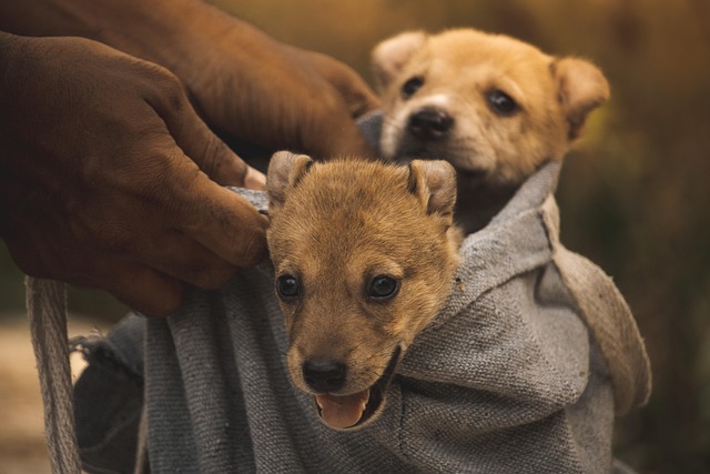 Kennel Cough in Dogs: What It Is, What Causes It, and How to Spot the Symptoms