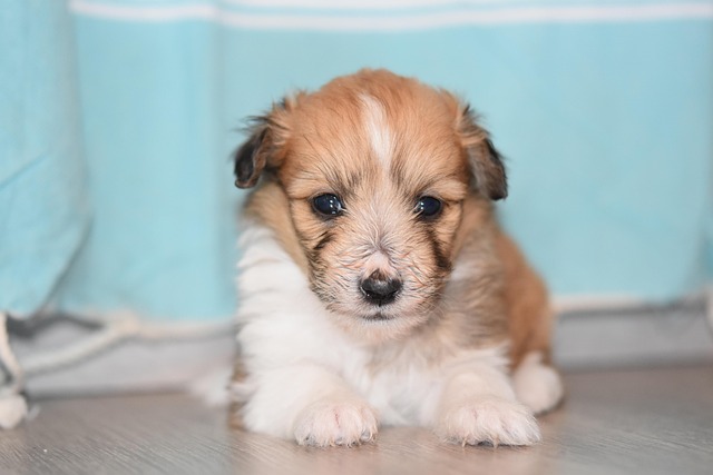 How To Help a Nervous Rescue Dog Feel Safe, Loved, and At Home