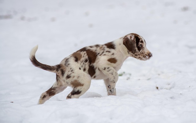 Puppy Peeing a Lot? Here’s What’s Normal — and When You Should Worry