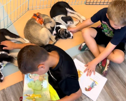 Teacher’s “Crazy Idea” Turns First Grade Classroom Into A Safe Haven For Over 110 Foster Puppies