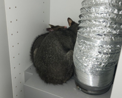 Homeowner Opens Kitchen Cupboard — And Finds A Wild Mom And Baby Cuddled Inside