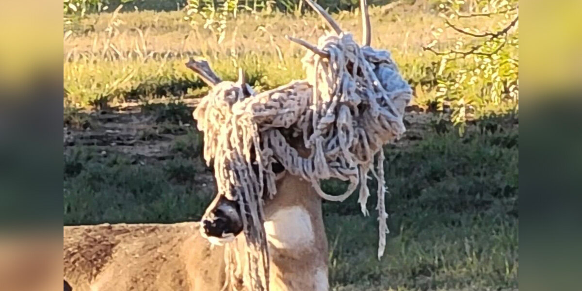 Town Calls About Deer With Hammock Antlers — Officials Say He’s Just In A Phase