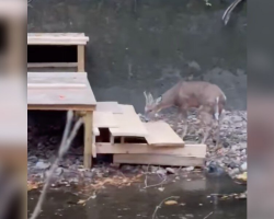 Rescuers Race A Storm To Build A Staircase That Frees Trapped Deer