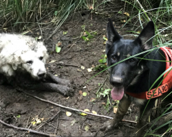 Search Dog Tracks Missing Senior And Leads Rescuers To Pup Stuck In Mud For Days