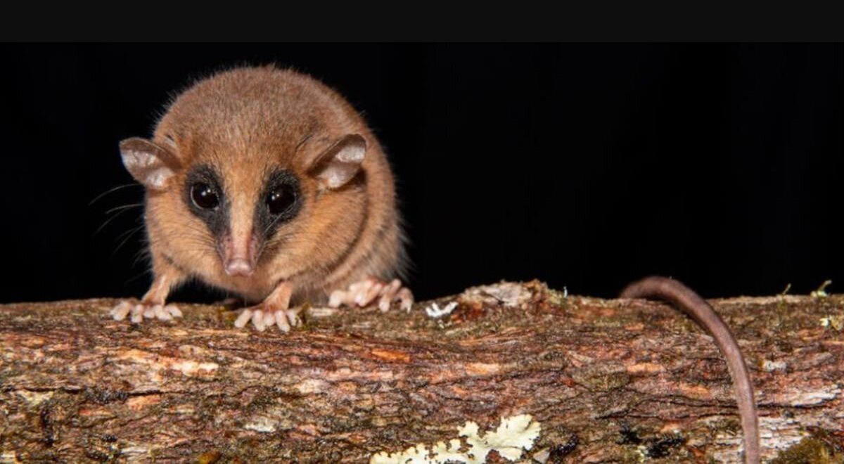Scientist Trekking Remote Andes In Search Of Squirrels Discovers A Brand-New Species Instead