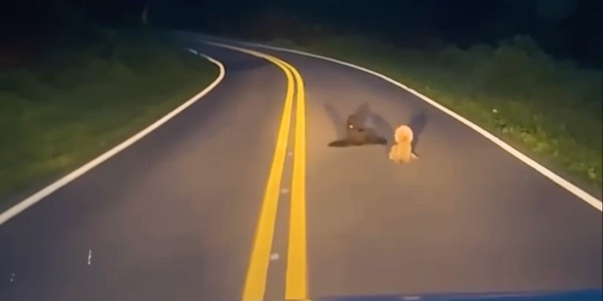 Two Poodles Waited In The Middle Of A Quiet Road For Owners Who Were Never Coming Back