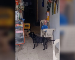 His Mom Can’t Walk To The Store — So Her Dog Runs The Errands Instead