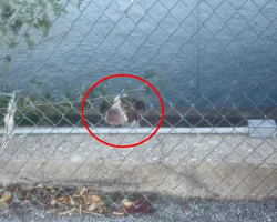 Stray Dog Trapped On Tiny Ledge Cries Out Until Rescuer Hears Him