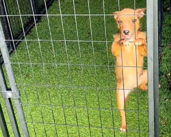 Lonely Shelter Pup Scales Kennel Door Just to Get a Hug