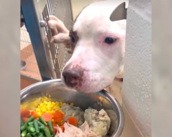 These Shelter Dogs Are Facing Another Thanksgiving Without a Family — And It’s Heartbreaking