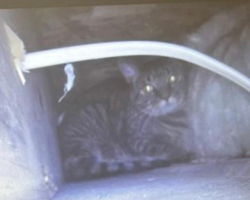 Woman Loses Her Cat For Weeks — Then Hears Faint Meows Coming From Inside Her Bathroom Wall