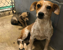 Terrified Mom Dog Tries To Shield Her Puppy Inside Overcrowded Shelter