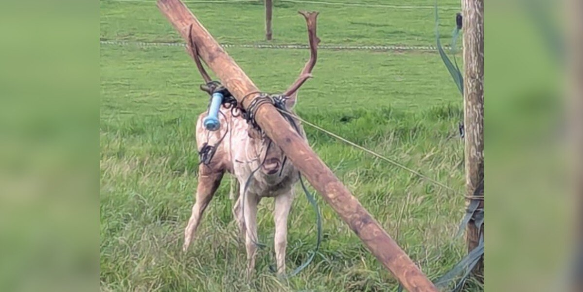 Deer Gets Antlers Tangled In Fence — And Ends Up Dragging A 6-Foot Wooden Post