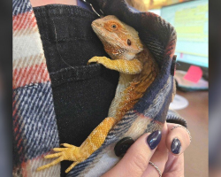 Shivering Bearded Dragon Clings To Shelter Staff — And They Realize She Just Wants Comfort