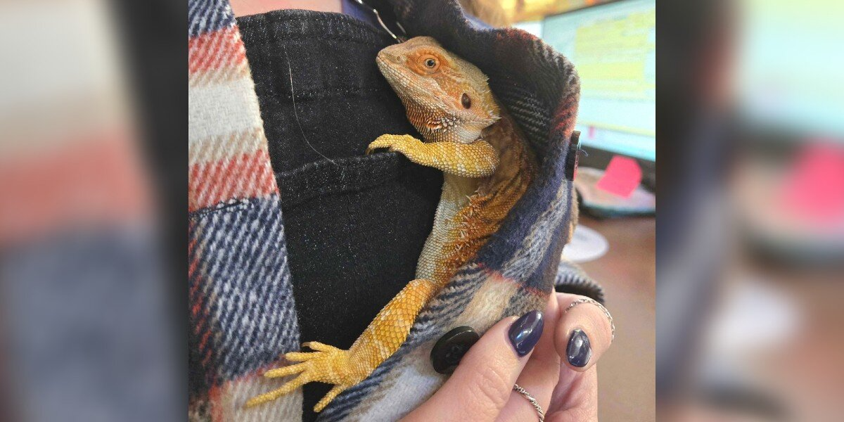 Shivering Bearded Dragon Clings To Shelter Staff — And They Realize She Just Wants Comfort